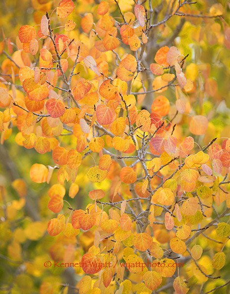 fall color, fall, aspen, trees, Colorado, forest photo